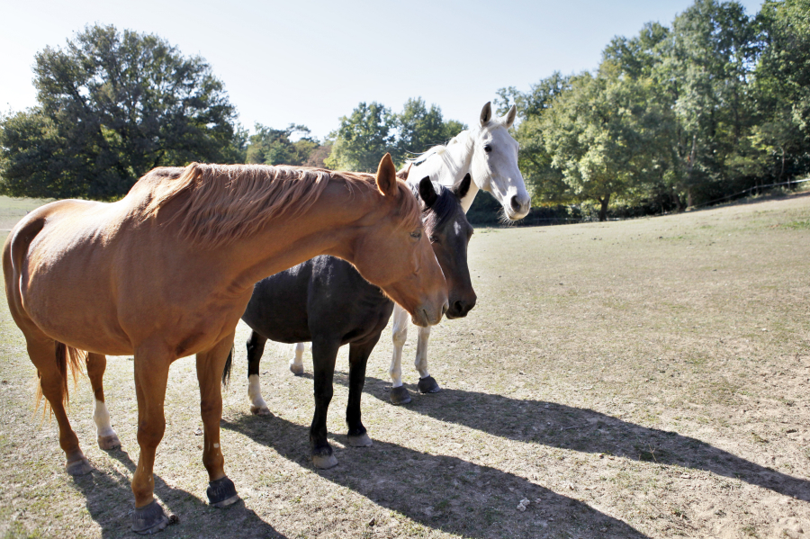 Trouver la Maison Idéale pour Éleveurs de Chevaux dans le Morbihan: Conseils et Offres